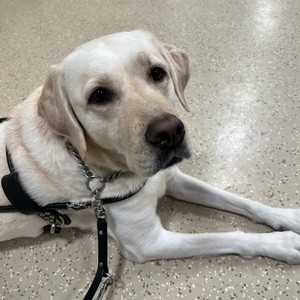 Fundraising Page: Tiffany Stafford